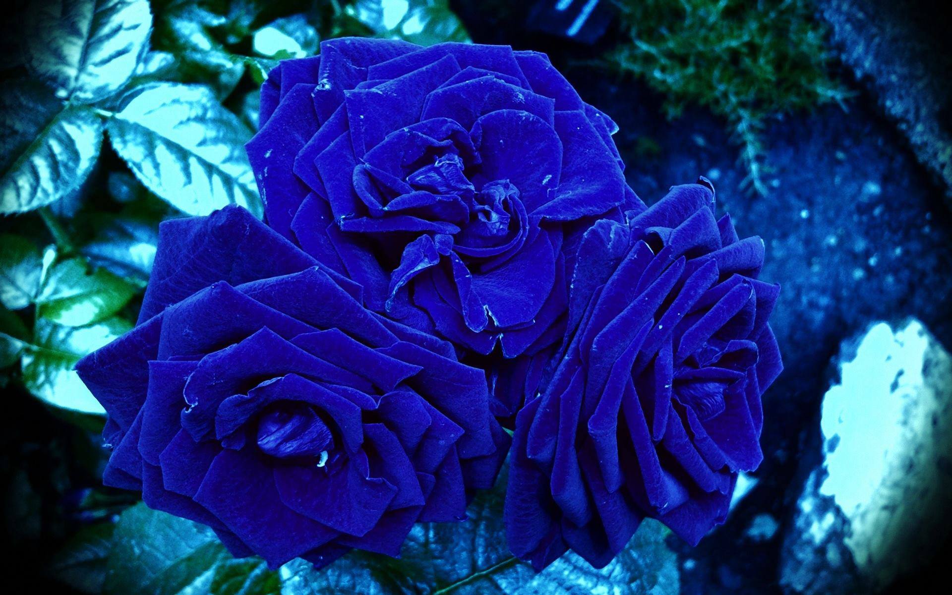Awesome Blue Roses Flowers Wallpaper