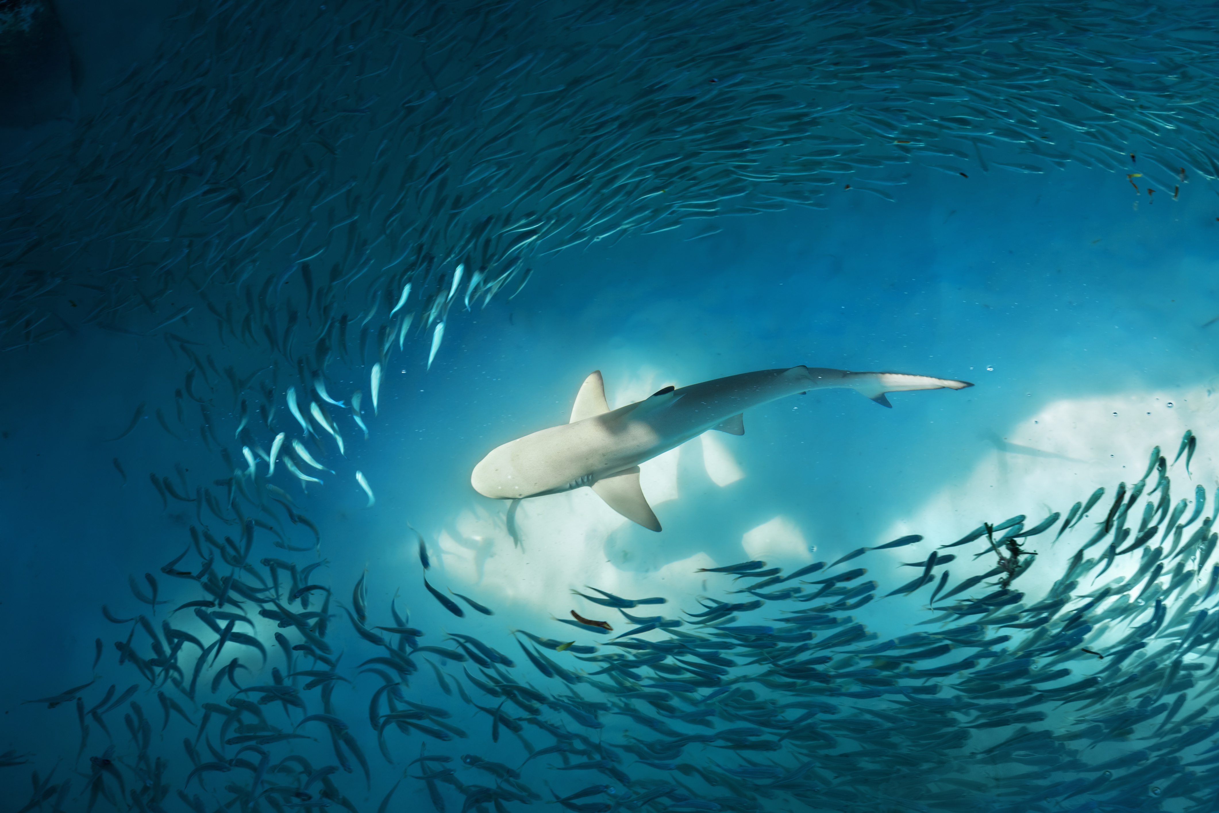 A shark swims gracefully amidst a swirling school of fish in the clear blue ocean depths, captured in stunning 4k resolution. This underwater wallpaper showcases the beauty and power of marine life