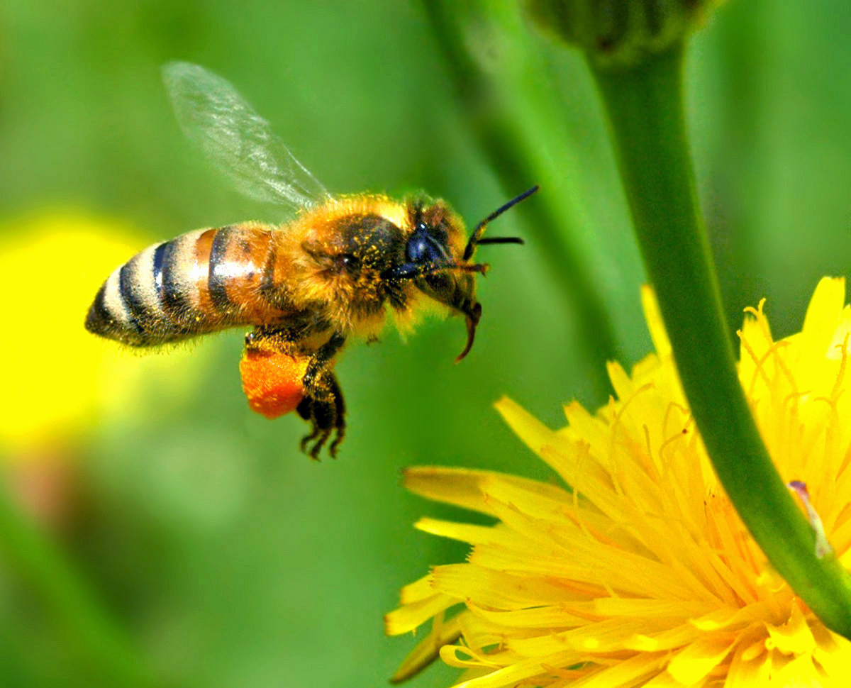 Wallpaper Desktop Honey Bee Autan