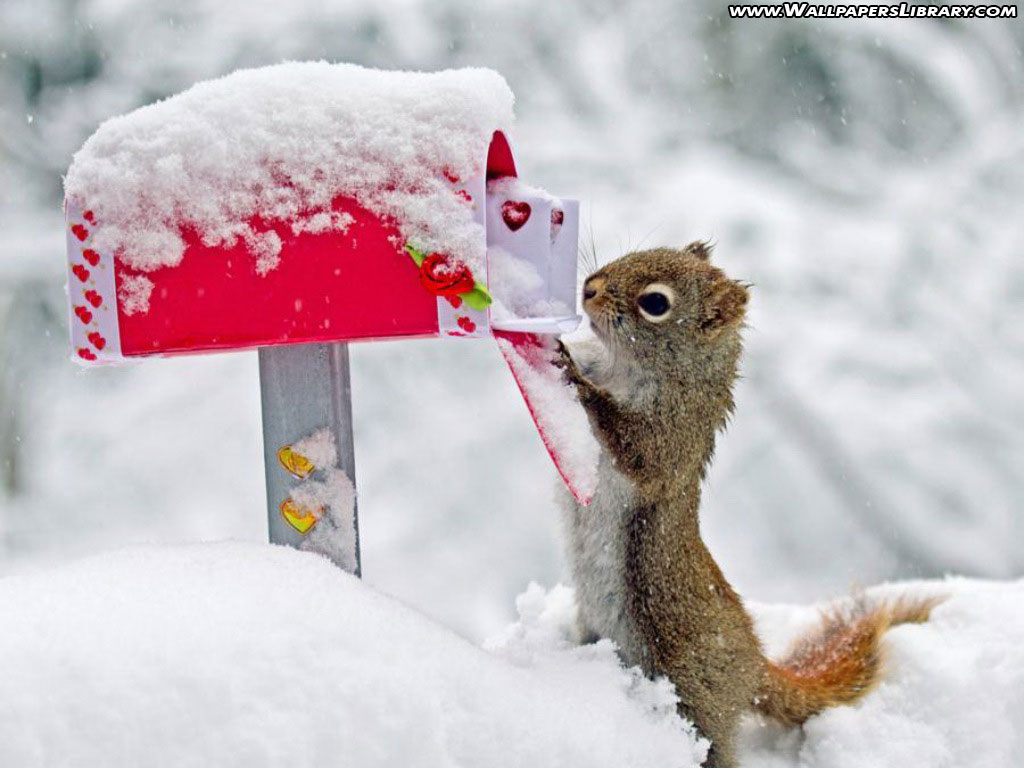 Squirrel Funny and Interesting New Images Photos Funny And Cute