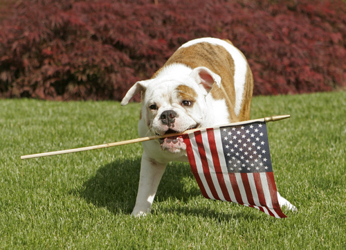 Happy Memorial Day Dog Image Wallpaper