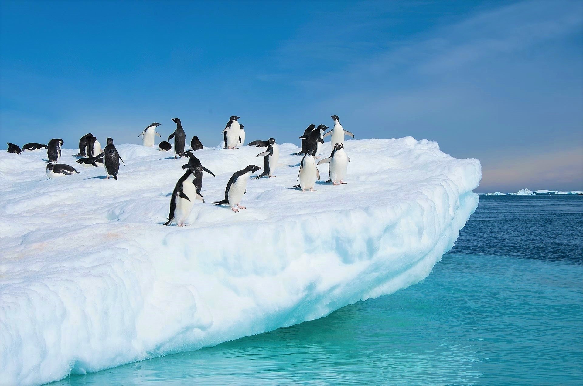Adelie Penguins In Antarctica HD Wallpaper Background Image
