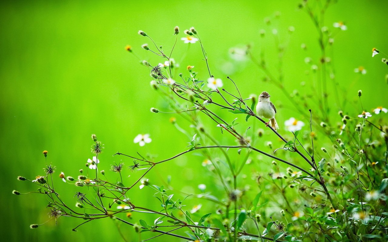 home spring spring bird wallpapers