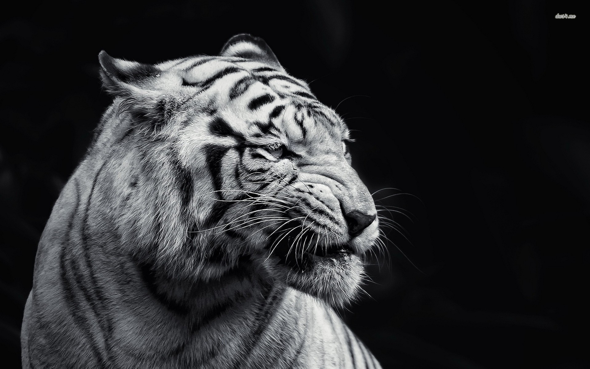 Black And White Tiger Wallpaper Animal