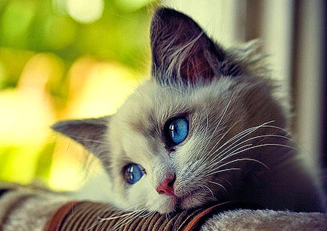 Cute Sad Cat With Blue Eyes Animal Picture HD Wallpaper