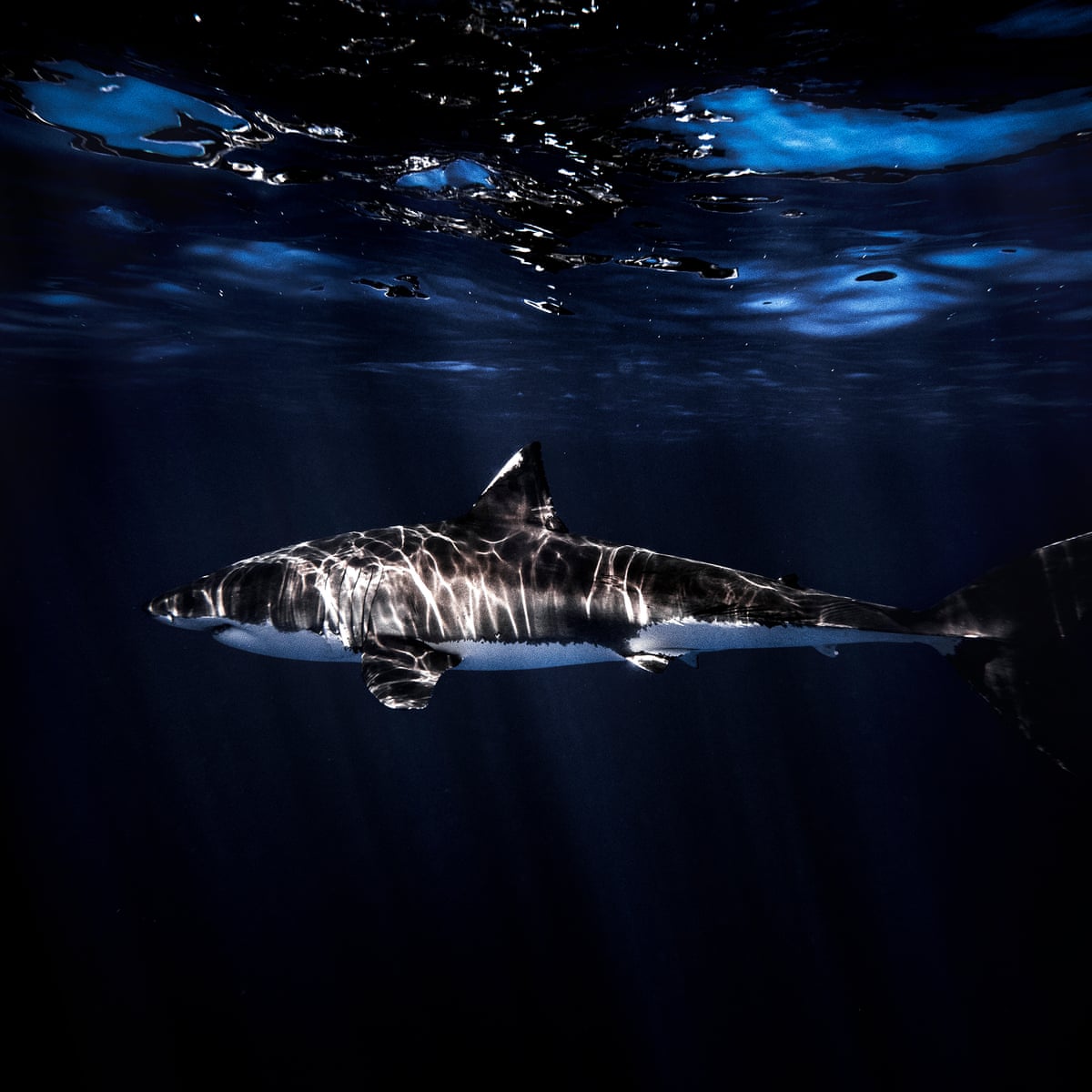 Shark Wallpaper iPhone