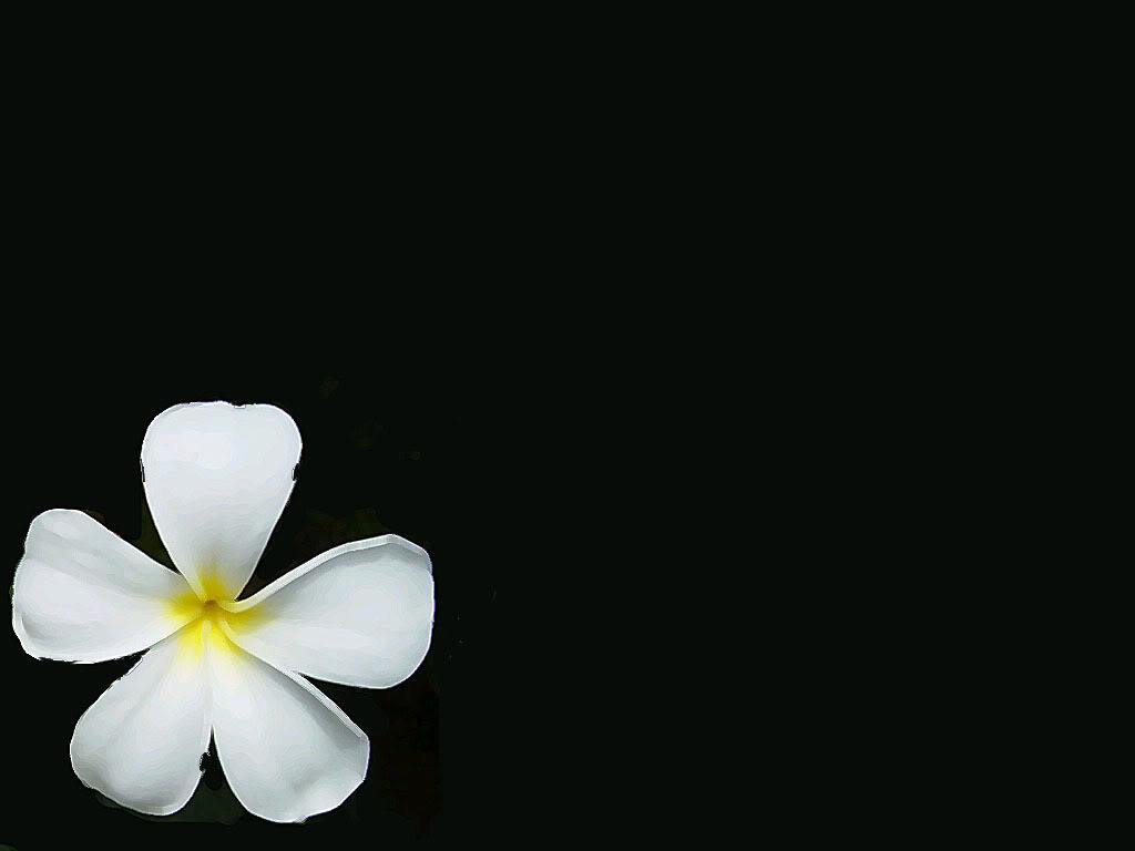 White Hawaiian Flower Wallpaper Desktop