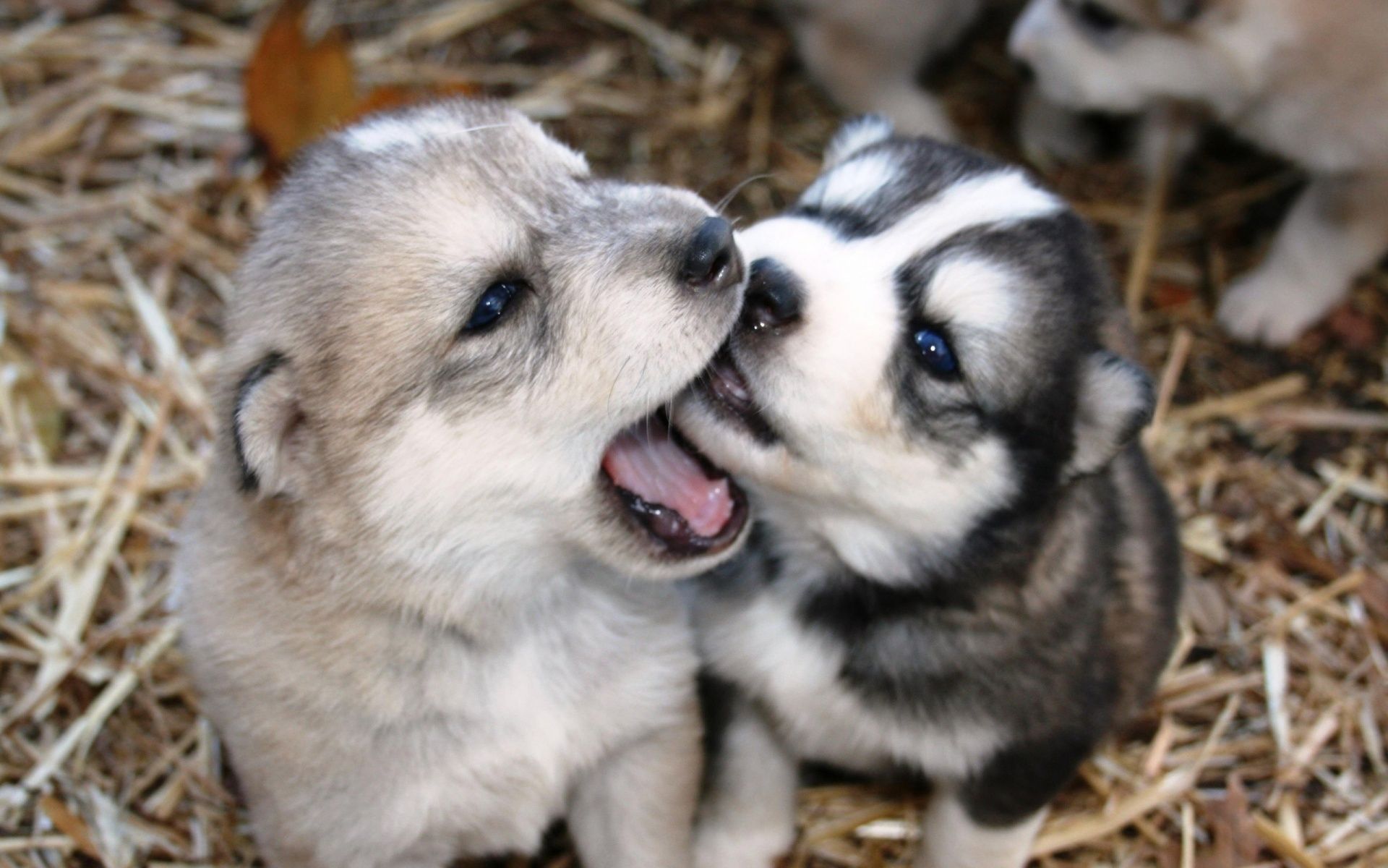 I Got Your Nose Doggies Cute Husky Puppies Wolf Dog Puppy