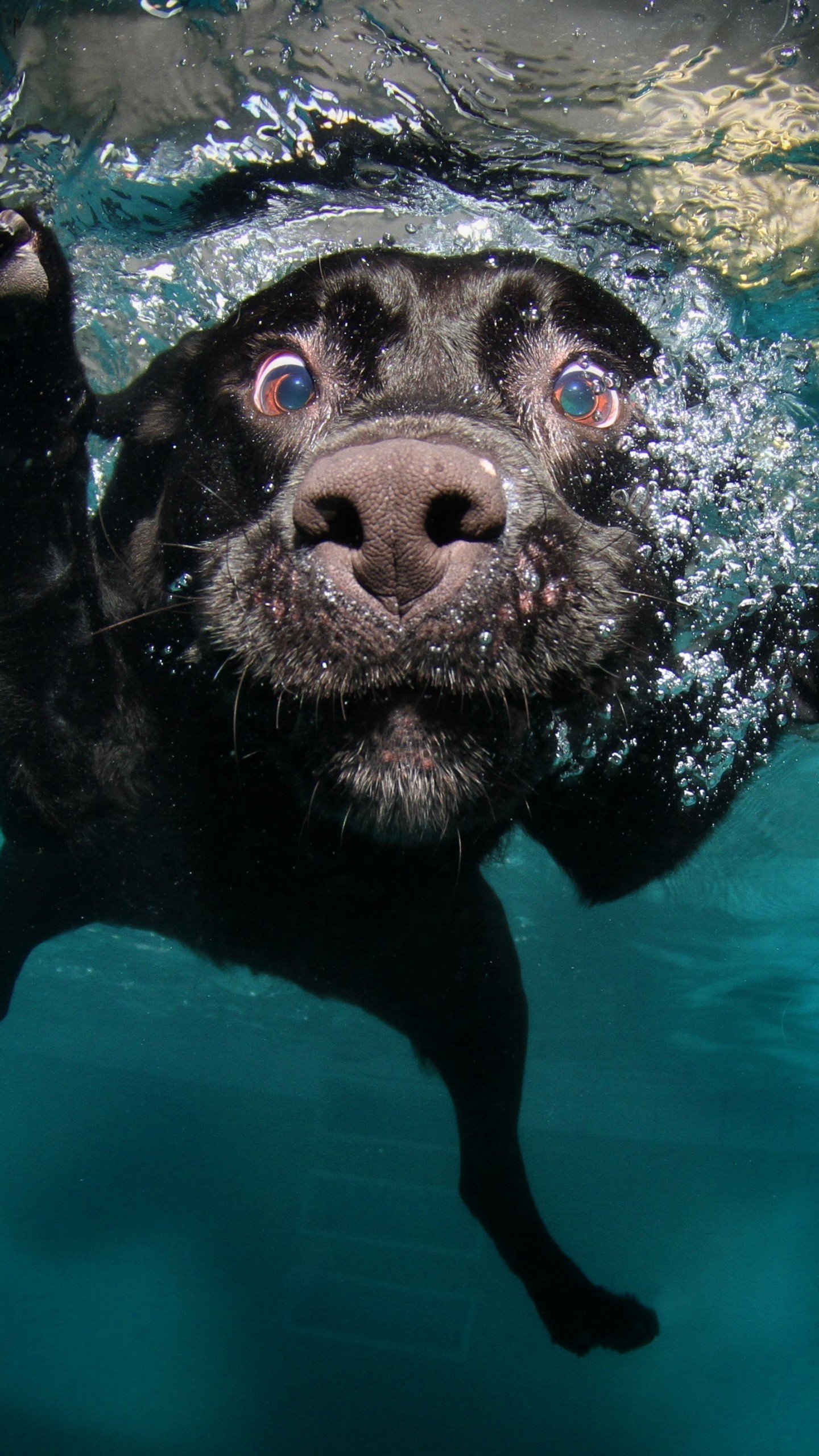 Wallpaper Dog 5k 4k Puppy Black Underwater Funny