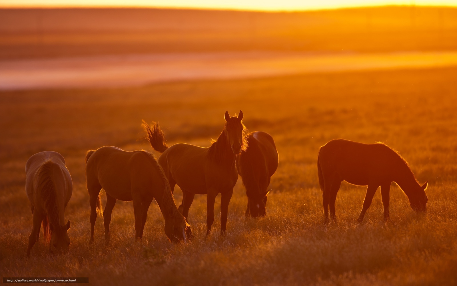 Wallpaper Horses Sunset Nature Desktop