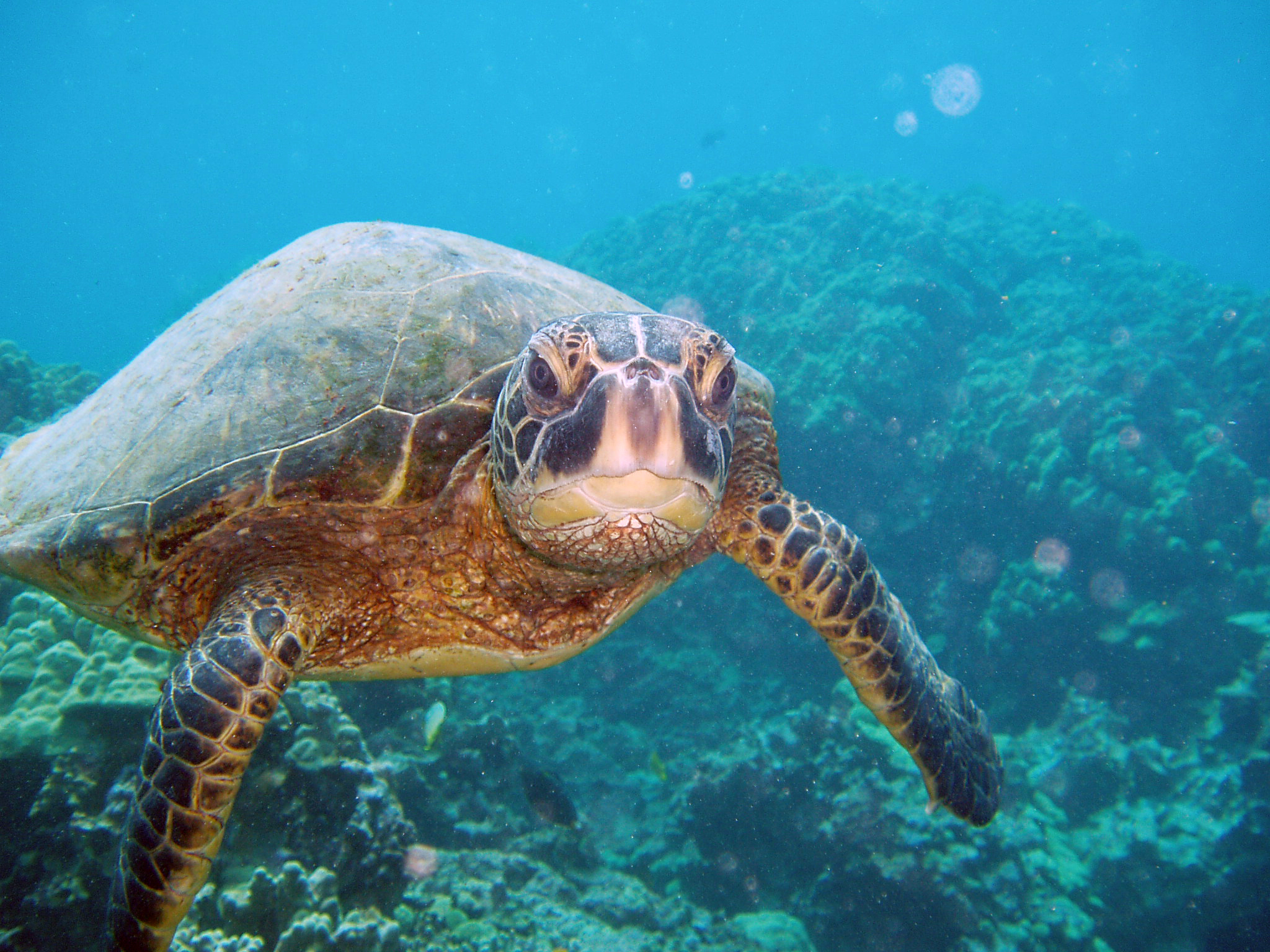 Ing Green Sea Turtles On Kauai S South Shore