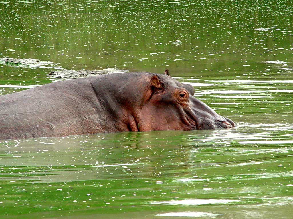 Hippopotamus Wallpaper Animal Literature