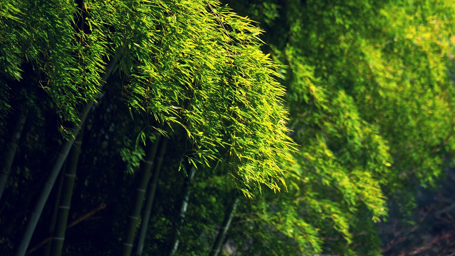 Bamboo Green Dense Forest HD Desktop Wallpaper