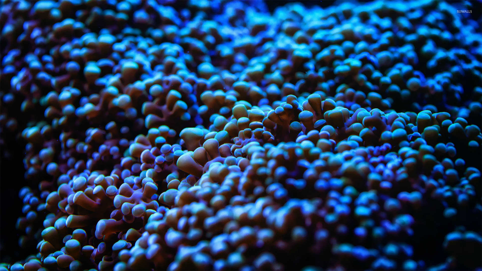 Sea Anemone Wallpaper Photography