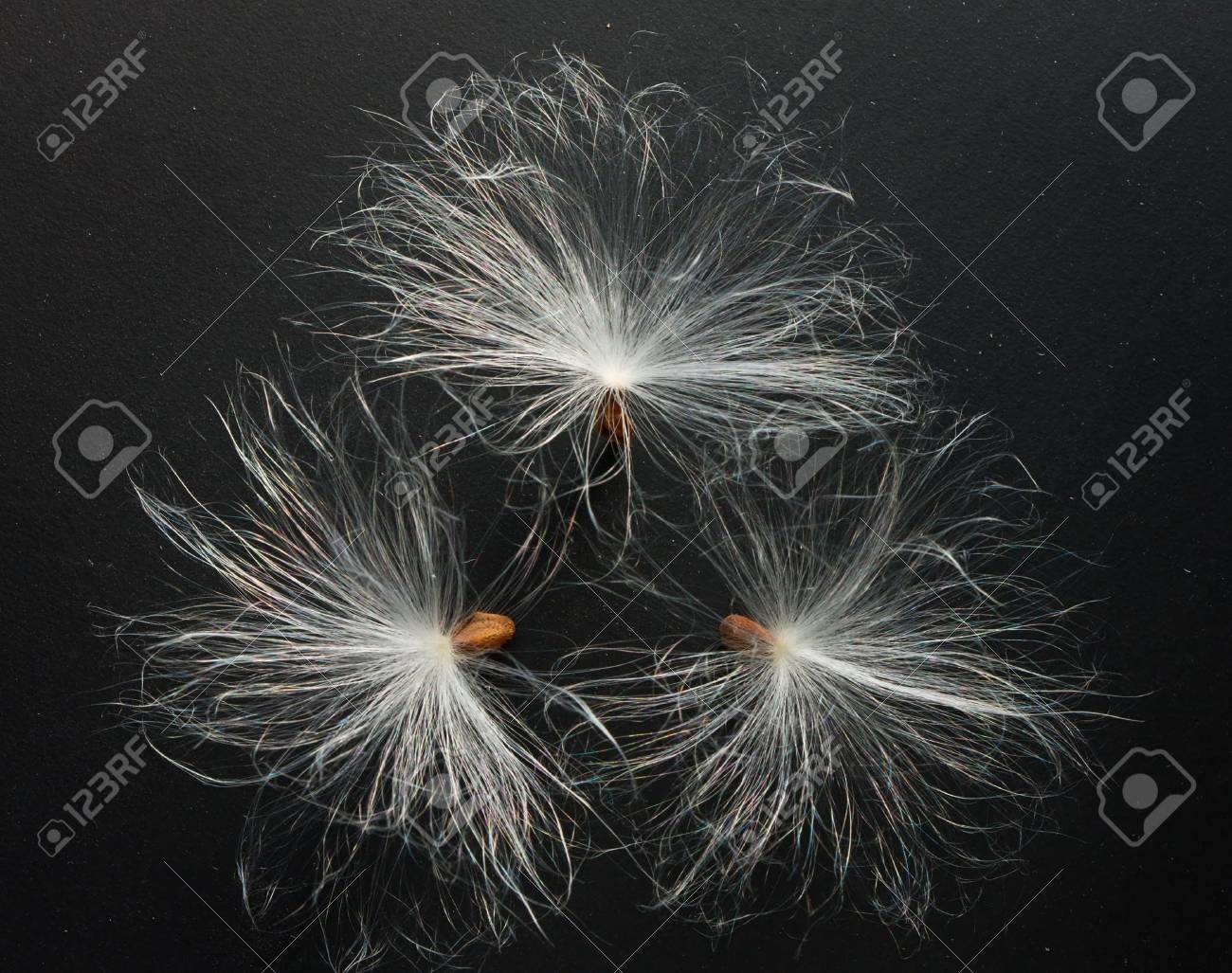 Three Fuzz Seeds Over Black Background Stock Photo Picture And