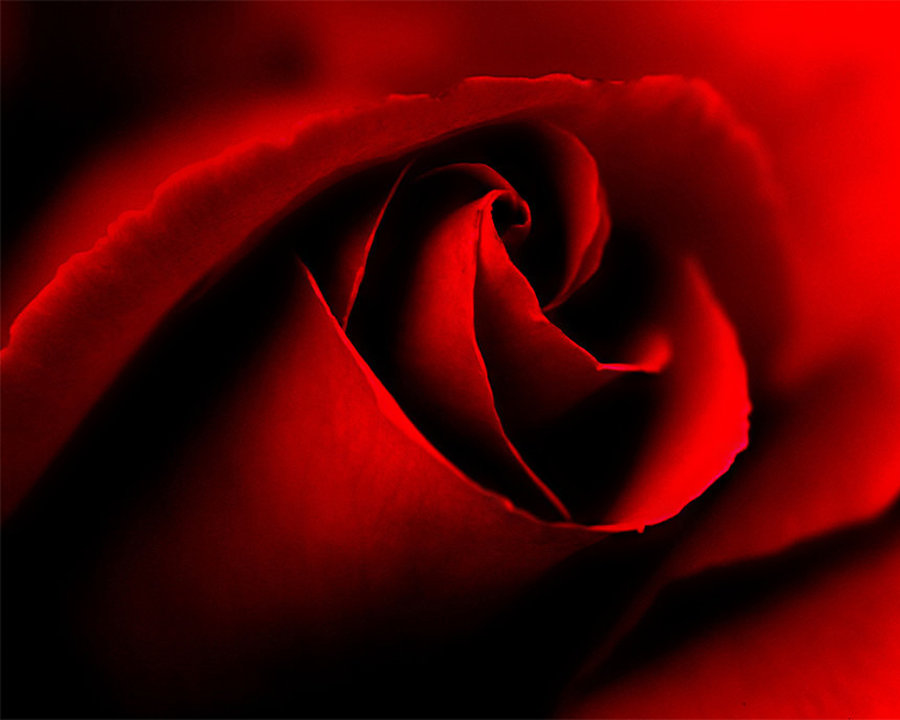Bloody Rose Wallpaper Blood HD