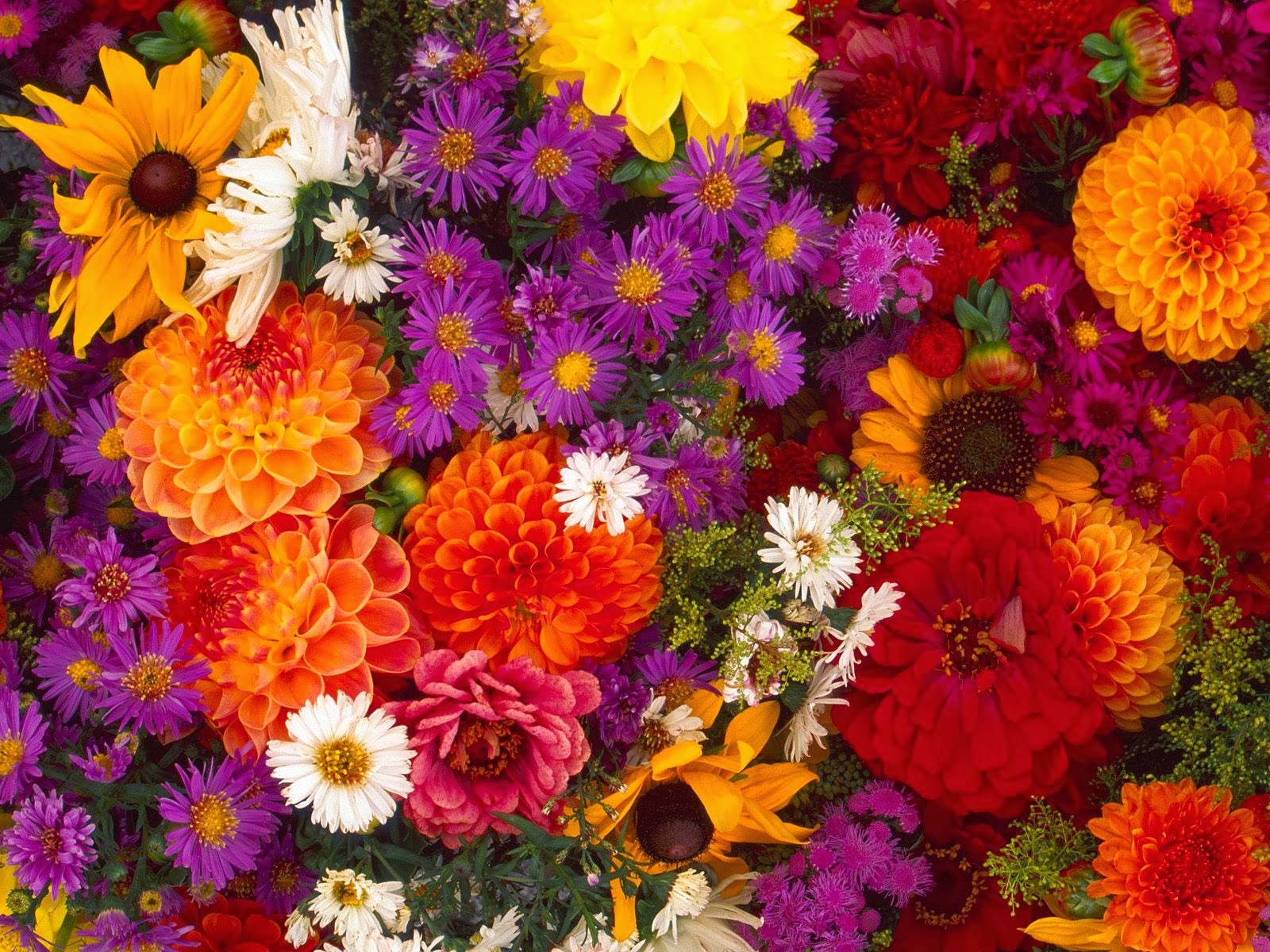 HD Wallpaper Flowers 1080p