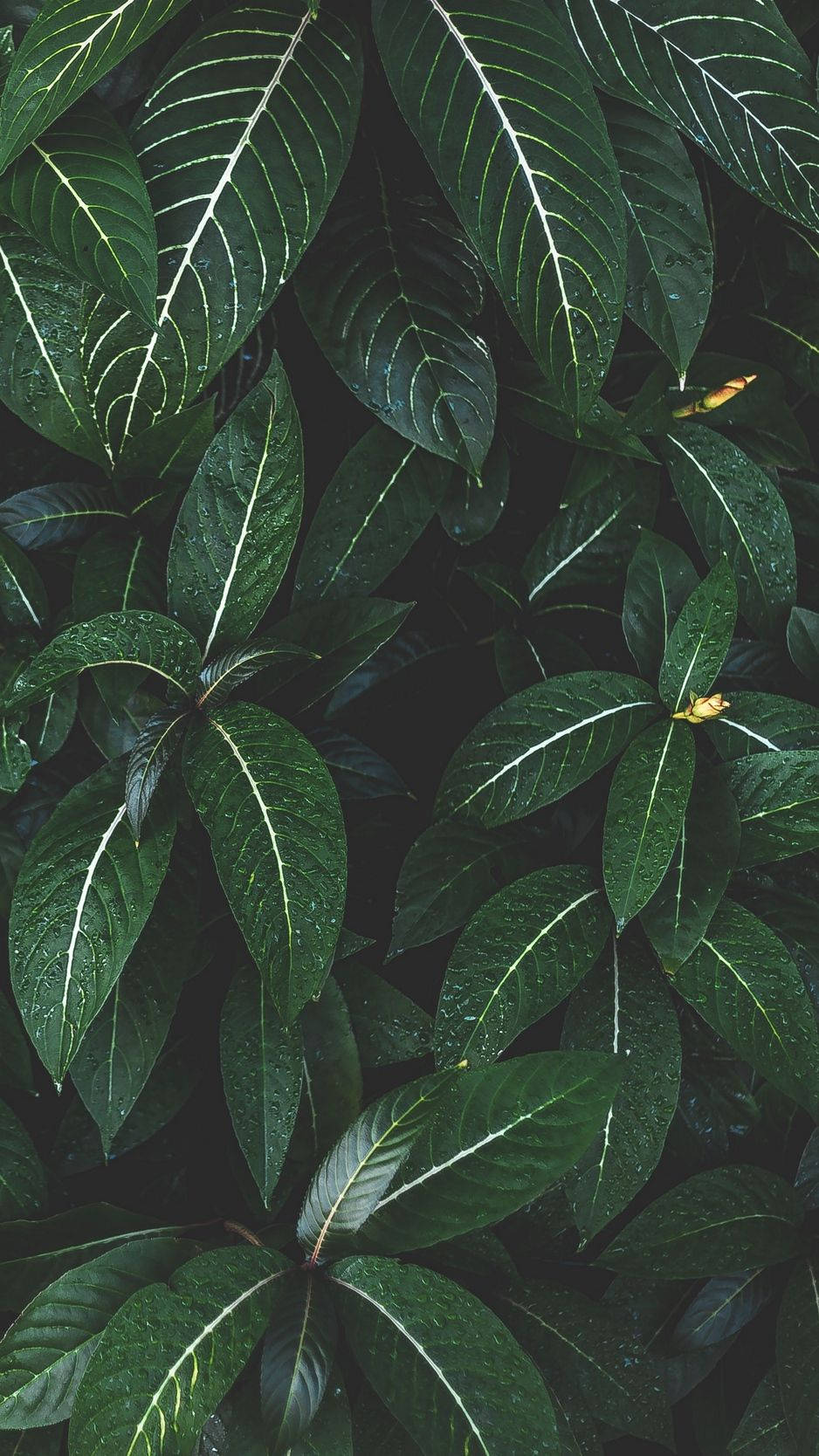 Plants iPhone Wallpaper