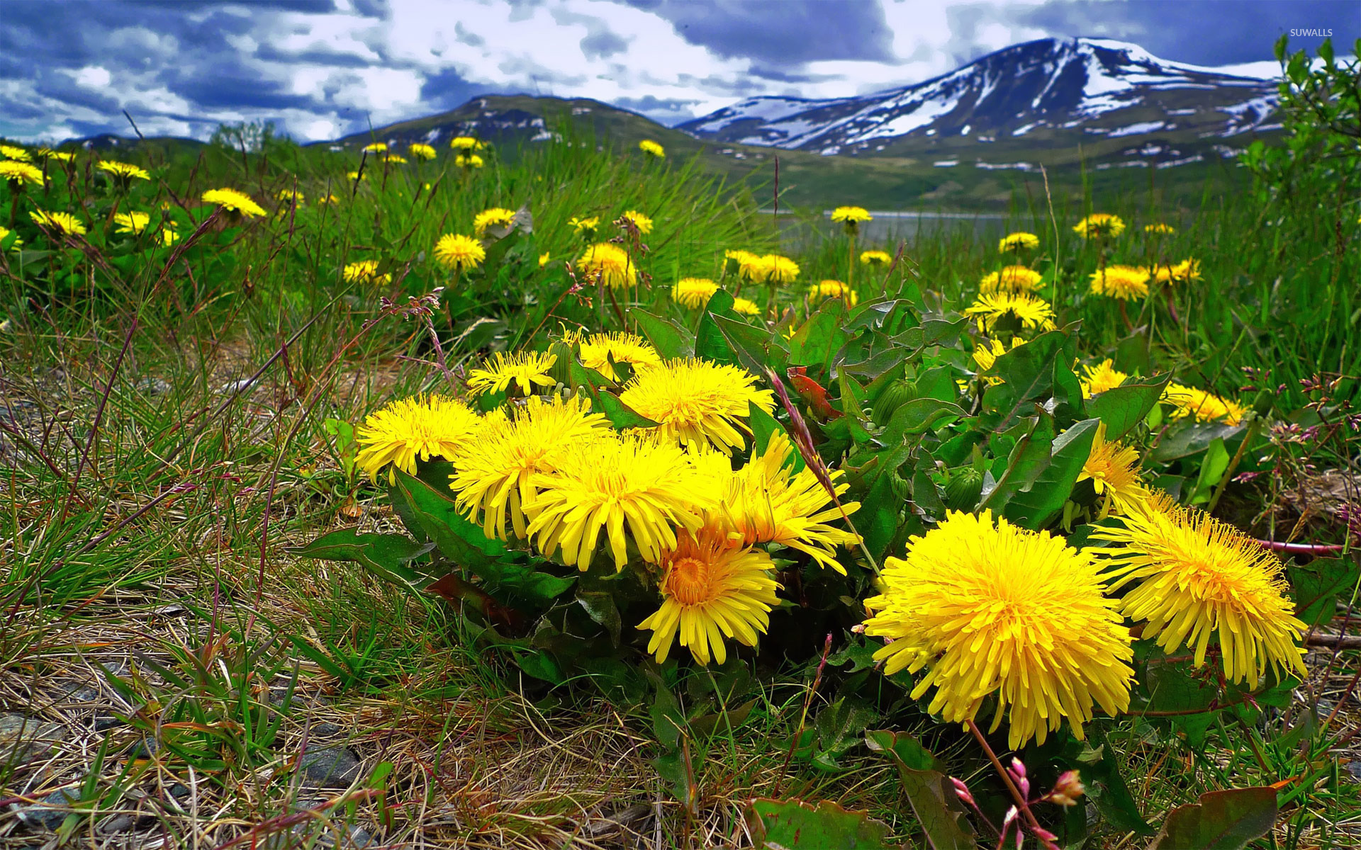  in the mountain meadow wallpaper Nature wallpapers