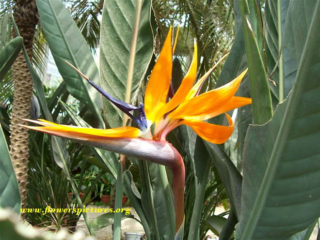 Bird Of Paradise Flower Pictures S Wp03725
