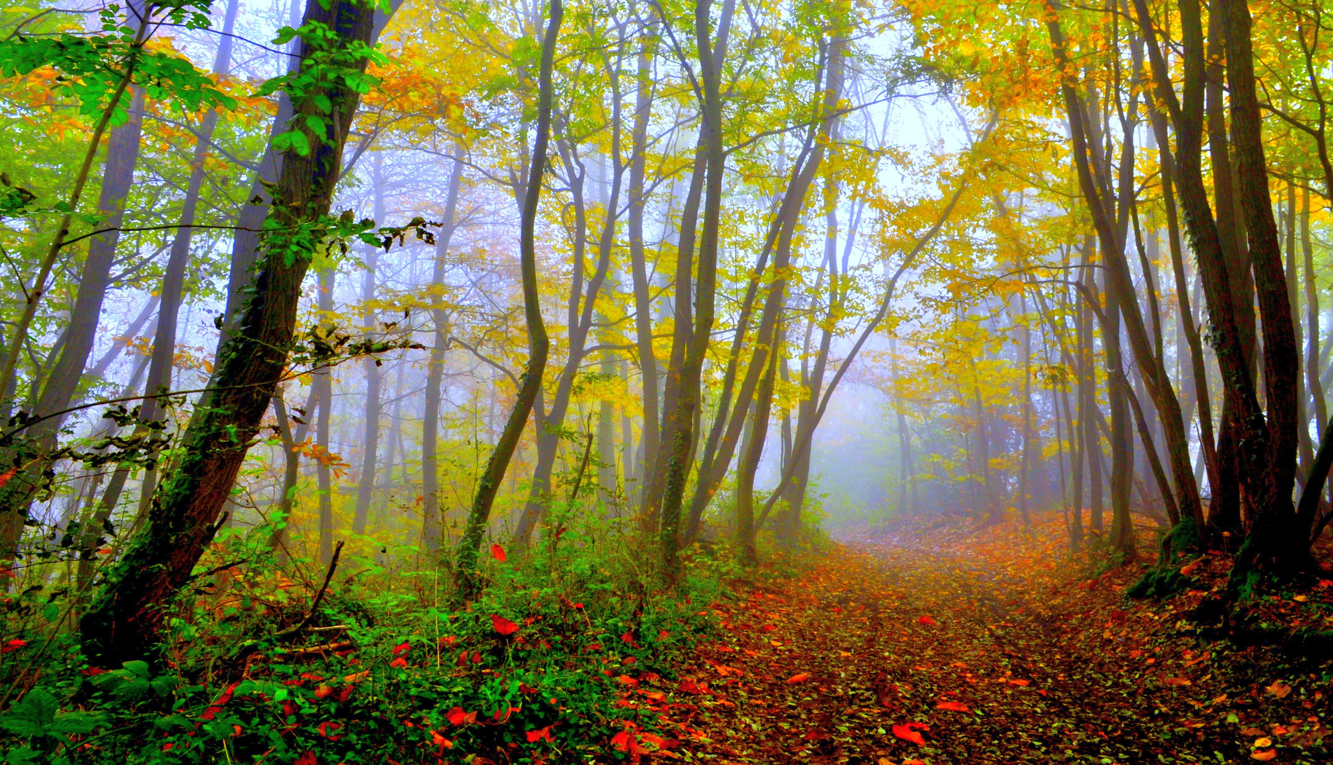 Beautiful Forest  Wallpapers  WallpaperSafari