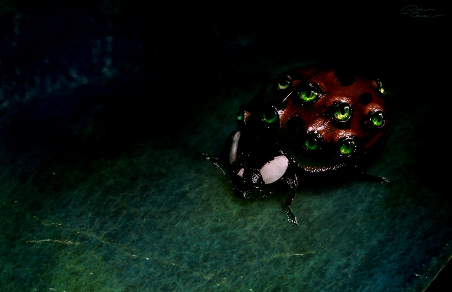 Ladybugs Black Wallpaper HD Picture Style