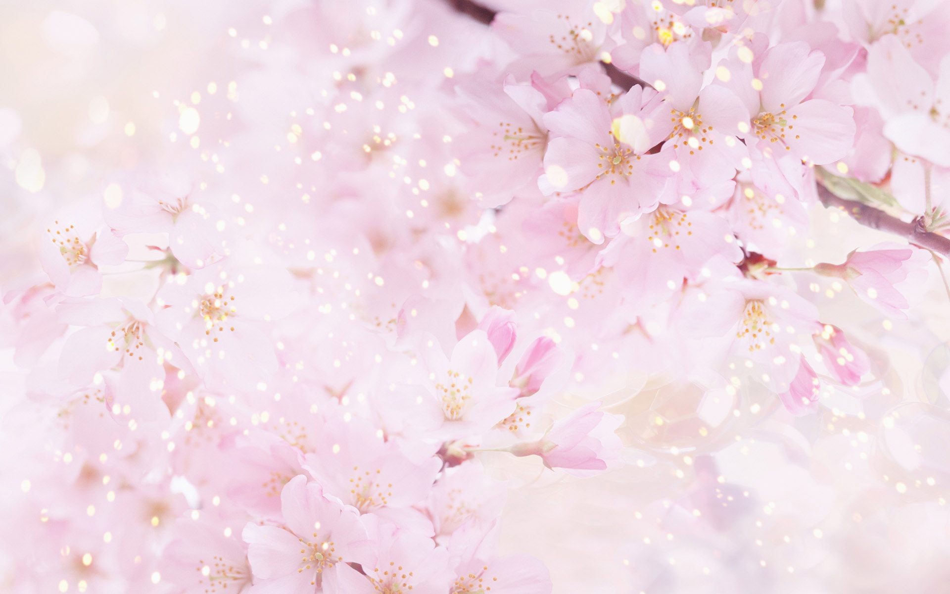 Hd Image Pictures Background Desktop Wallpaper