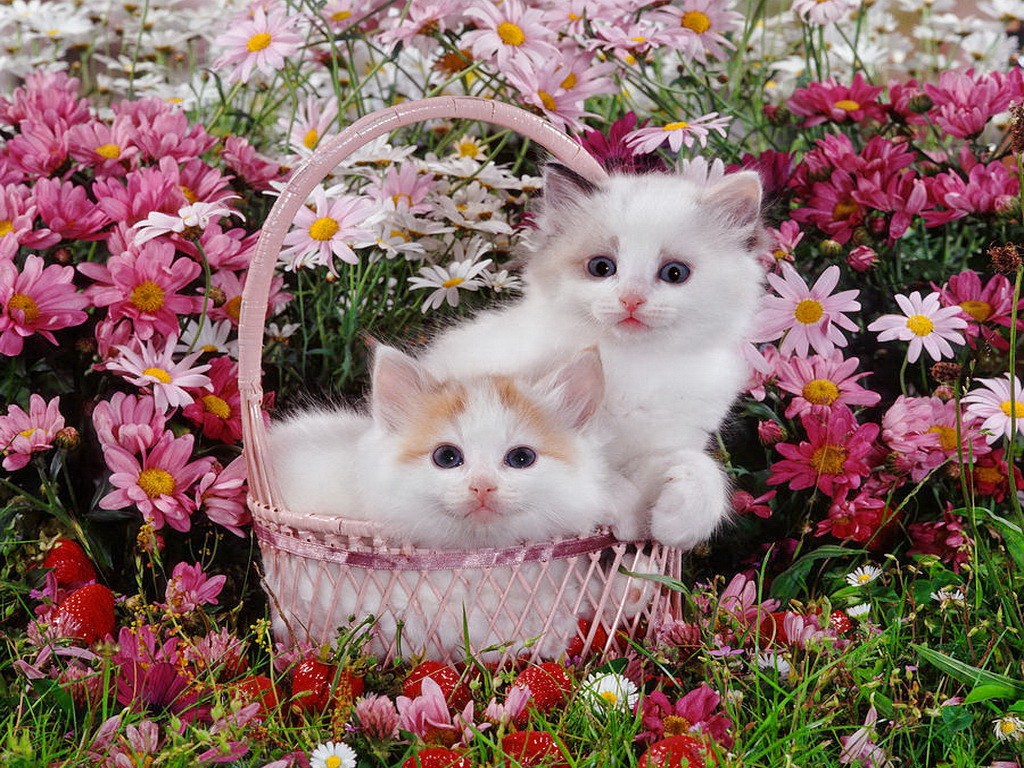 Kittens And Flowers Wallpaper Cute Cat With Flower