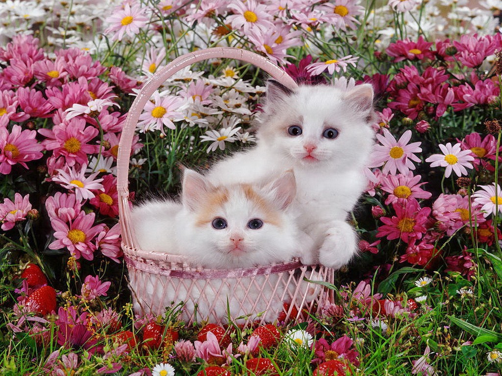  30 Cat With Flower Wallpapers WallpaperSafari