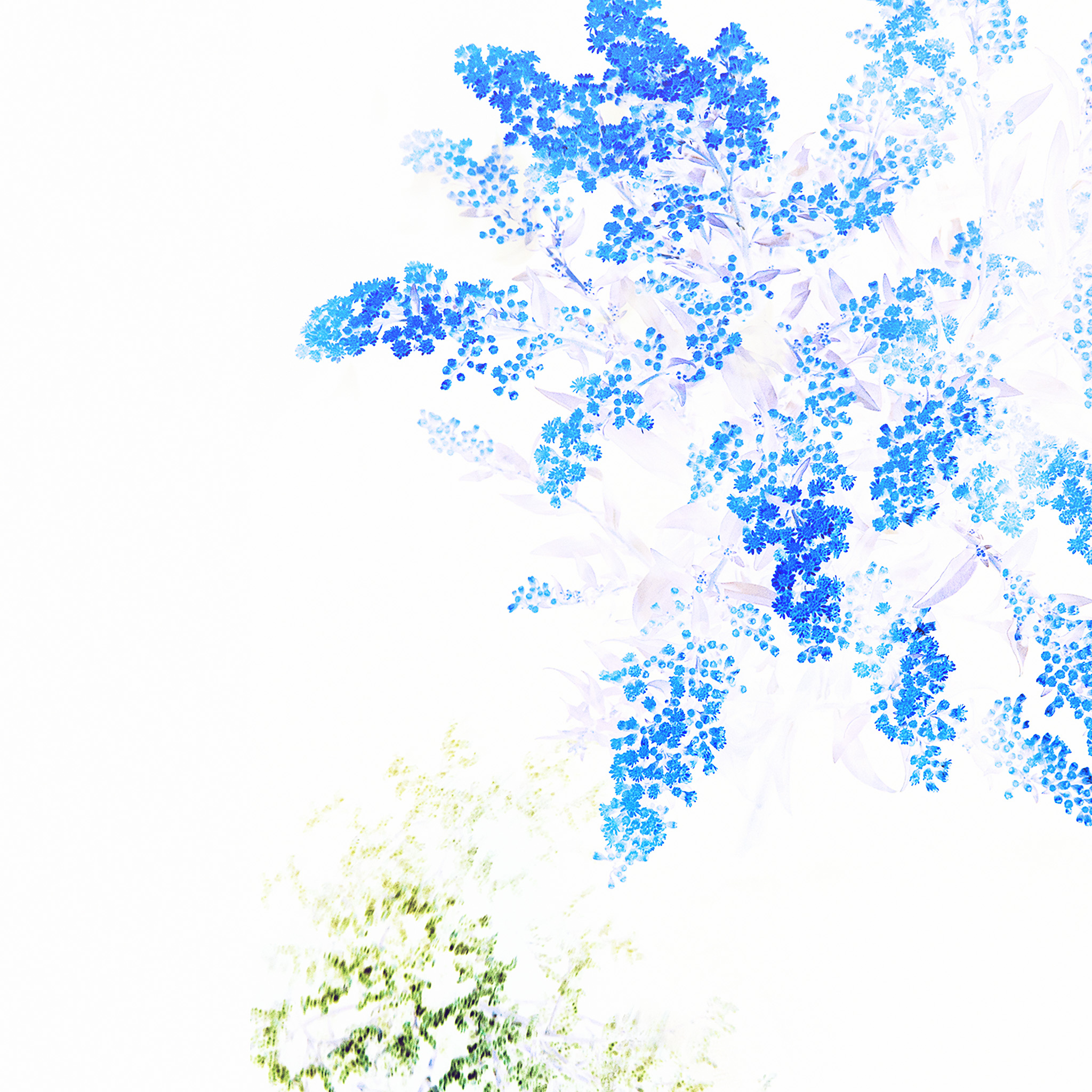 Apple Blue White Flower Ios9 iPad Air Wallpaper Download iPhone