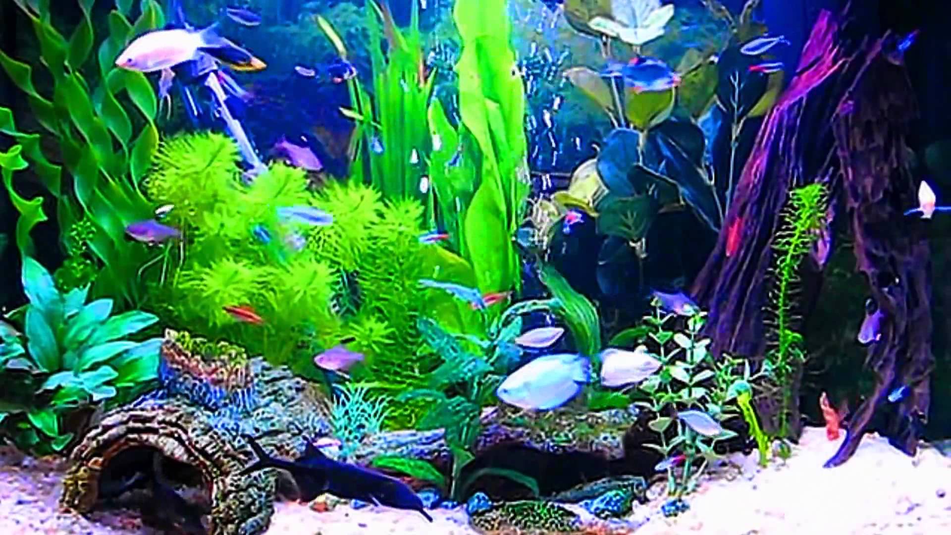 Amazing HD Aquarium Screensaver Windows And Android Full