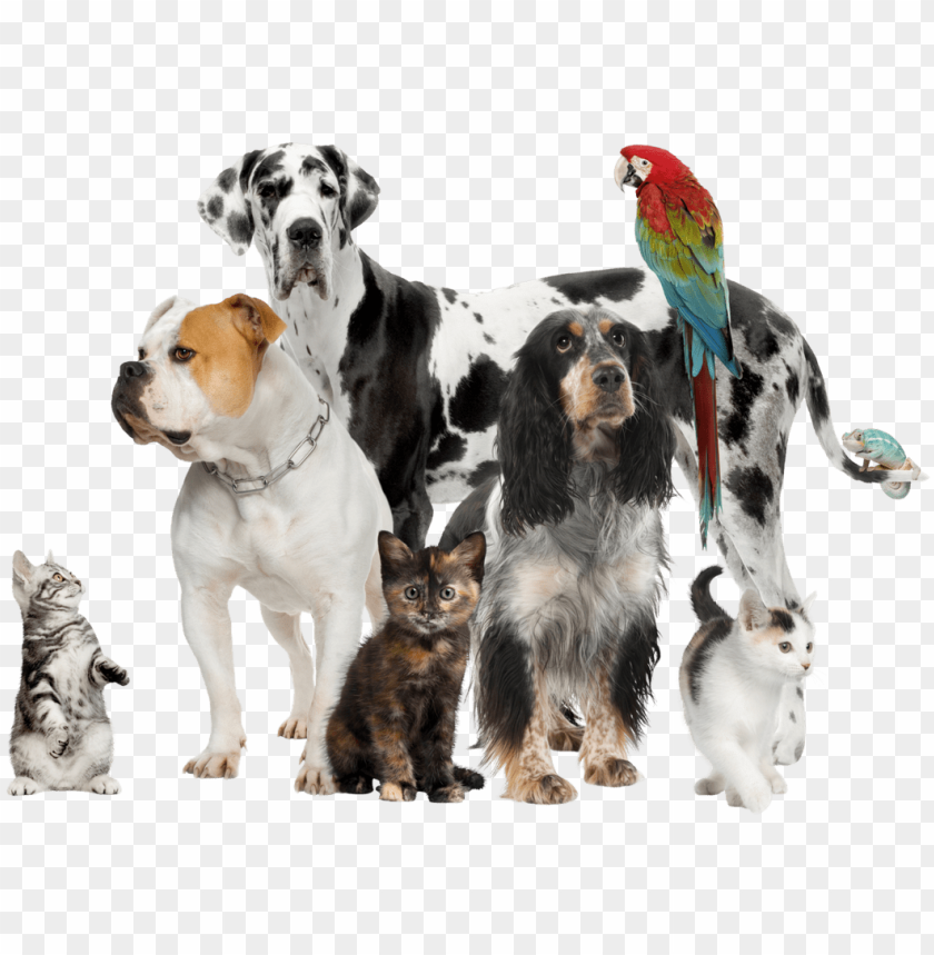 Ets Pets In A Grou Png Image With Transparent Background Toppng