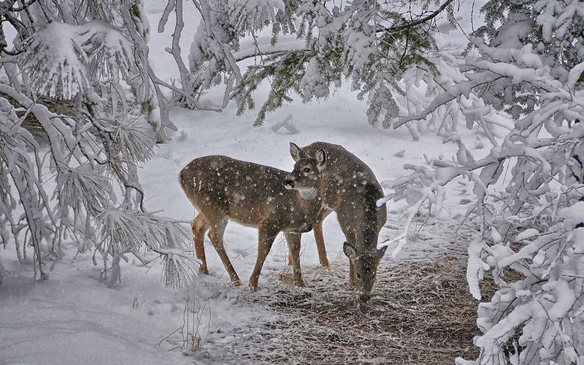 Deer in the snow Wallpaper 24008