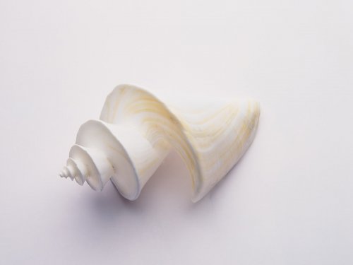 Seashell Drill Shape Wallpaper Enjoy