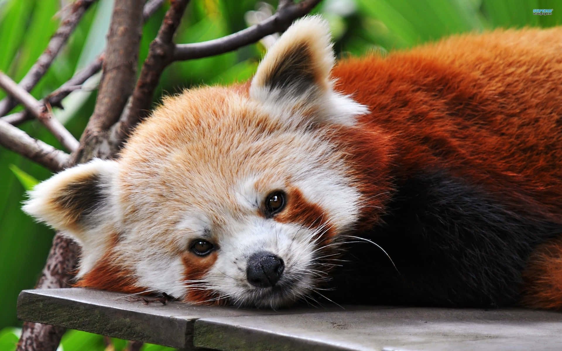 Cute Red Panda Wallpaper