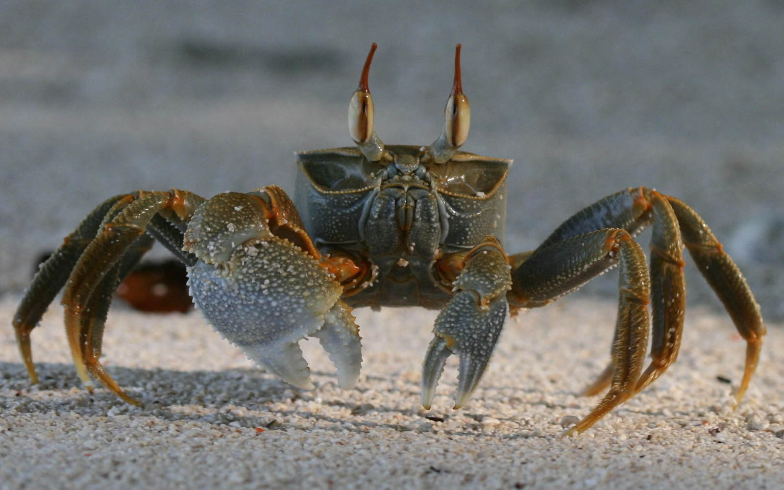 Tag Crab Wallpaper Background Paos Image And Pictures For