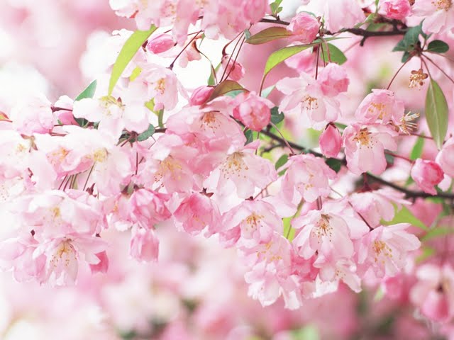 Pink Cherry Blossom Flowers Dreamy and Sweet Wallpaper Wallpaper