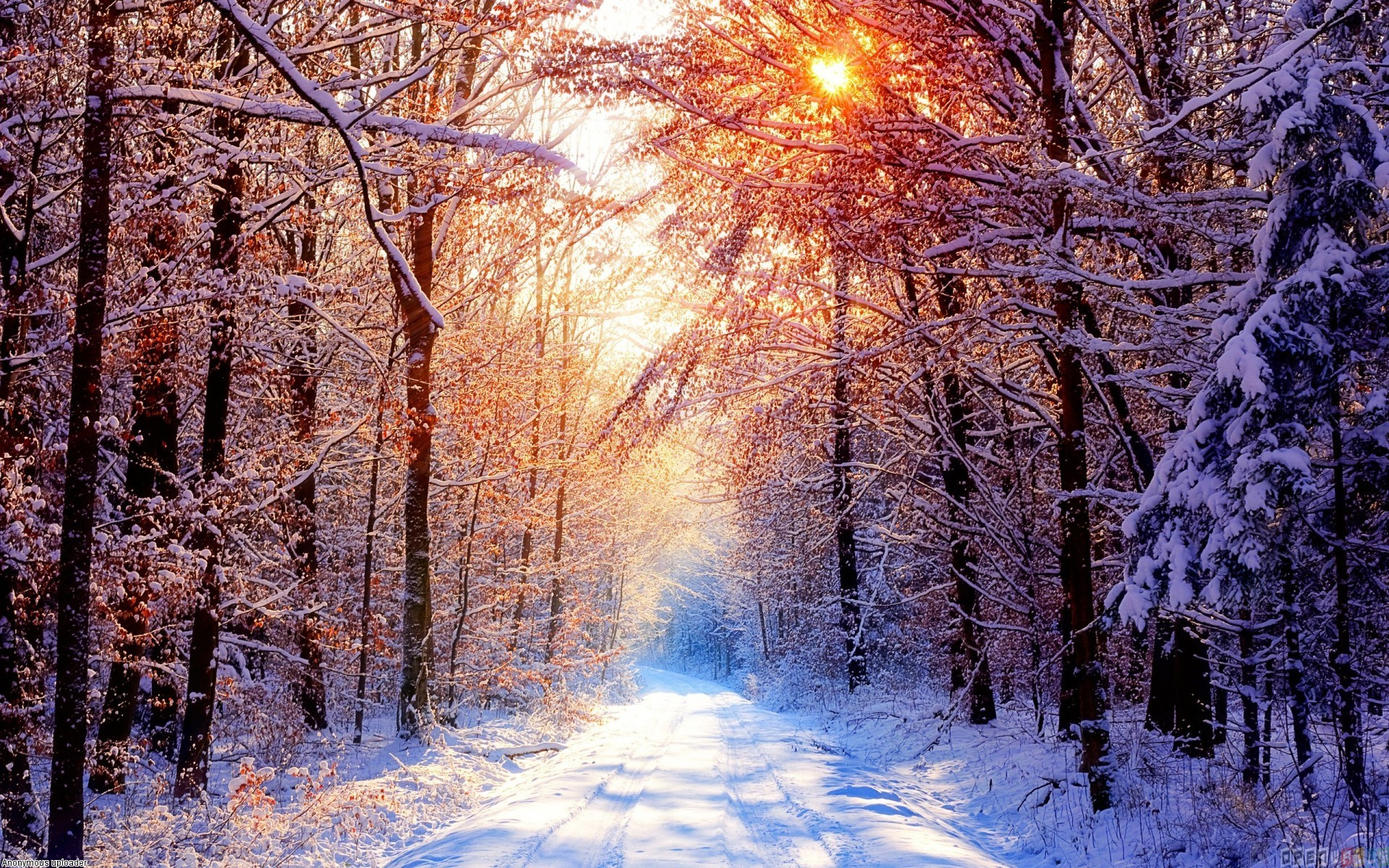 Beautiful Winter Sunny Day Desktop Wallpaper