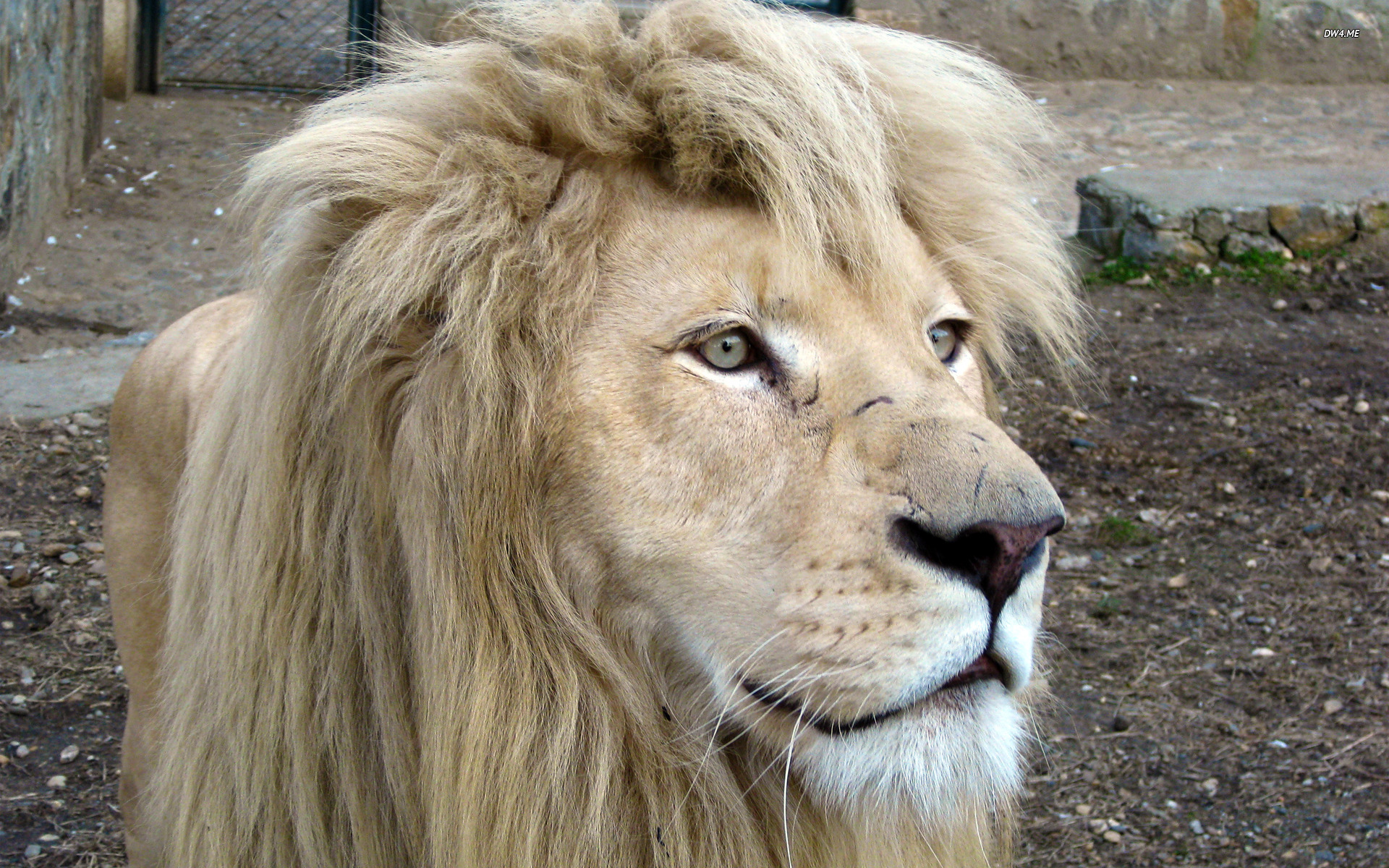 White Lion Wallpaper Animal