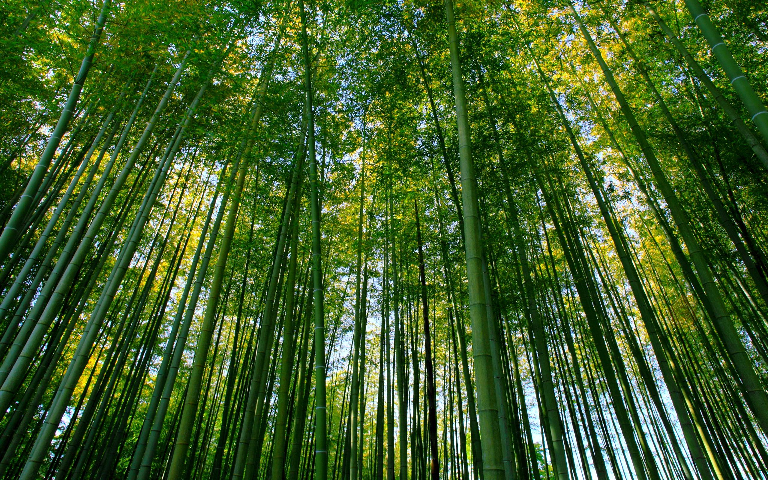 Bamboo Forest HD Wallpaper