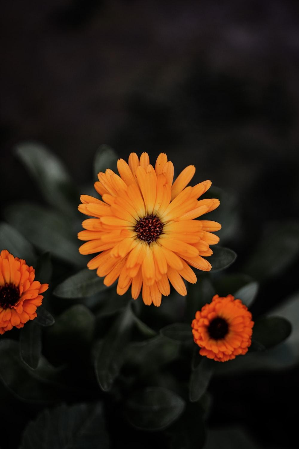 Three orange flowers with green leaves in the background photo