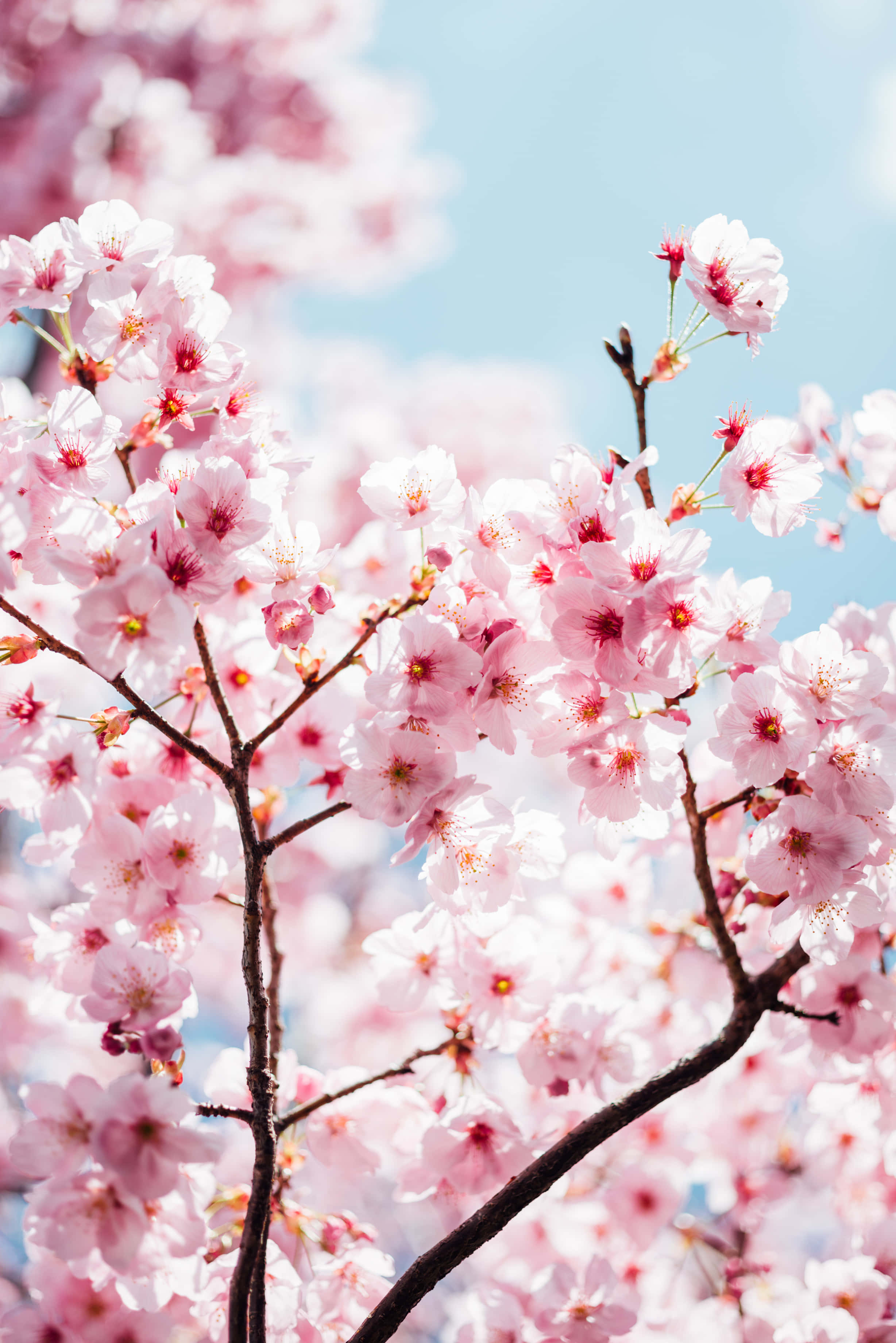 Pink Cherry Blossom Wallpaper