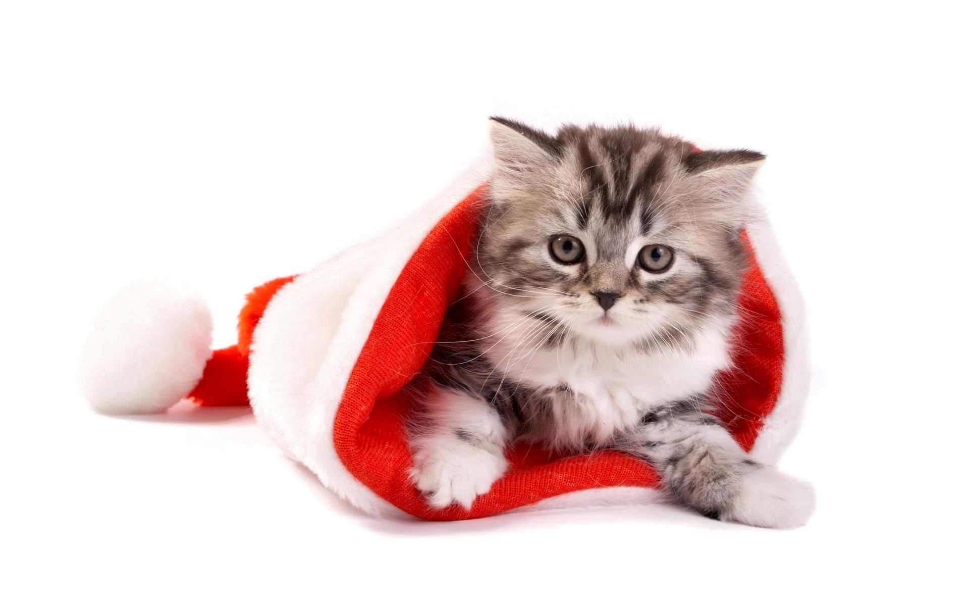  christmas downloads 644 tags christmas cat holiday festival wide views
