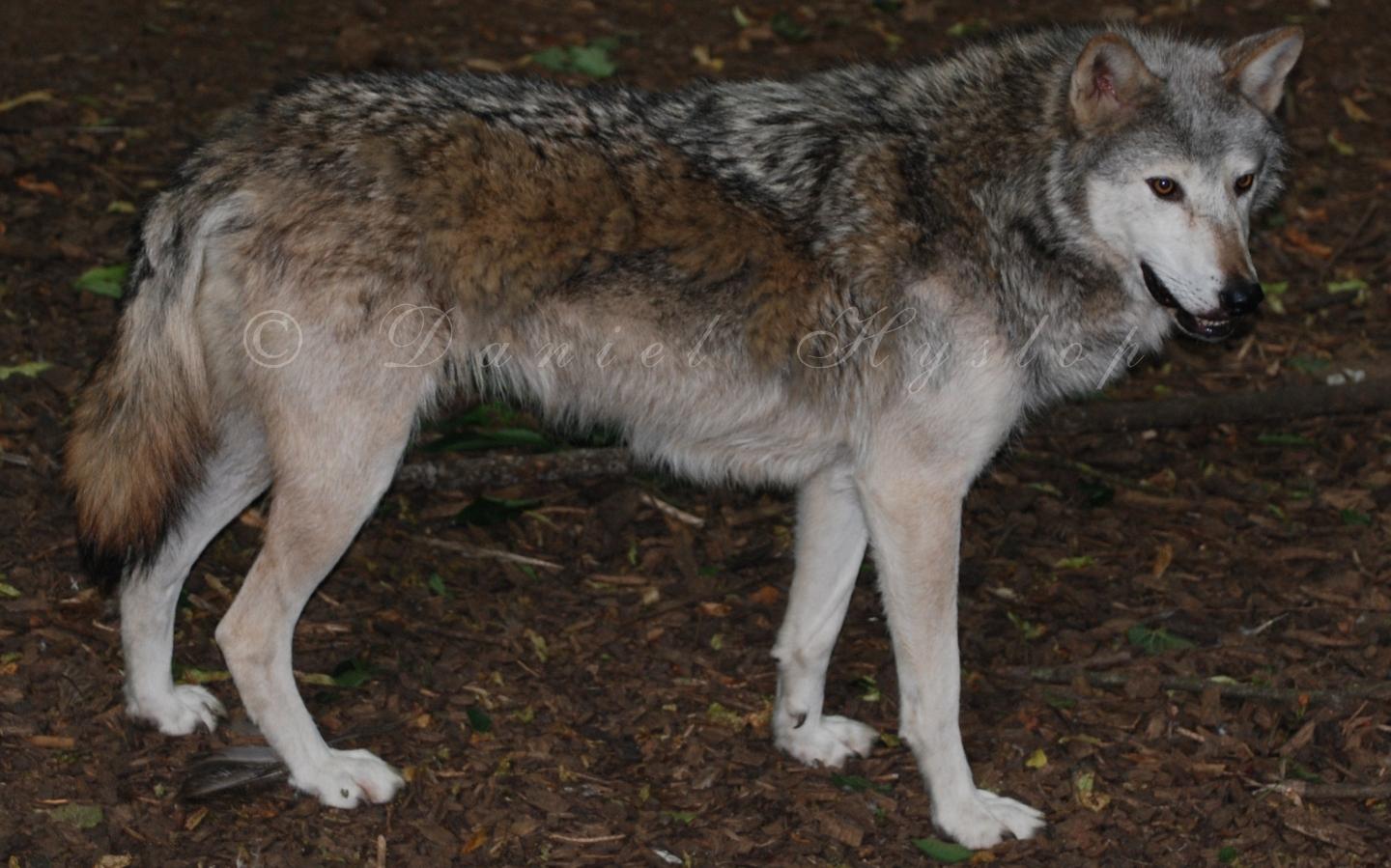 Canadian Timber Wolf By Rabid Coot