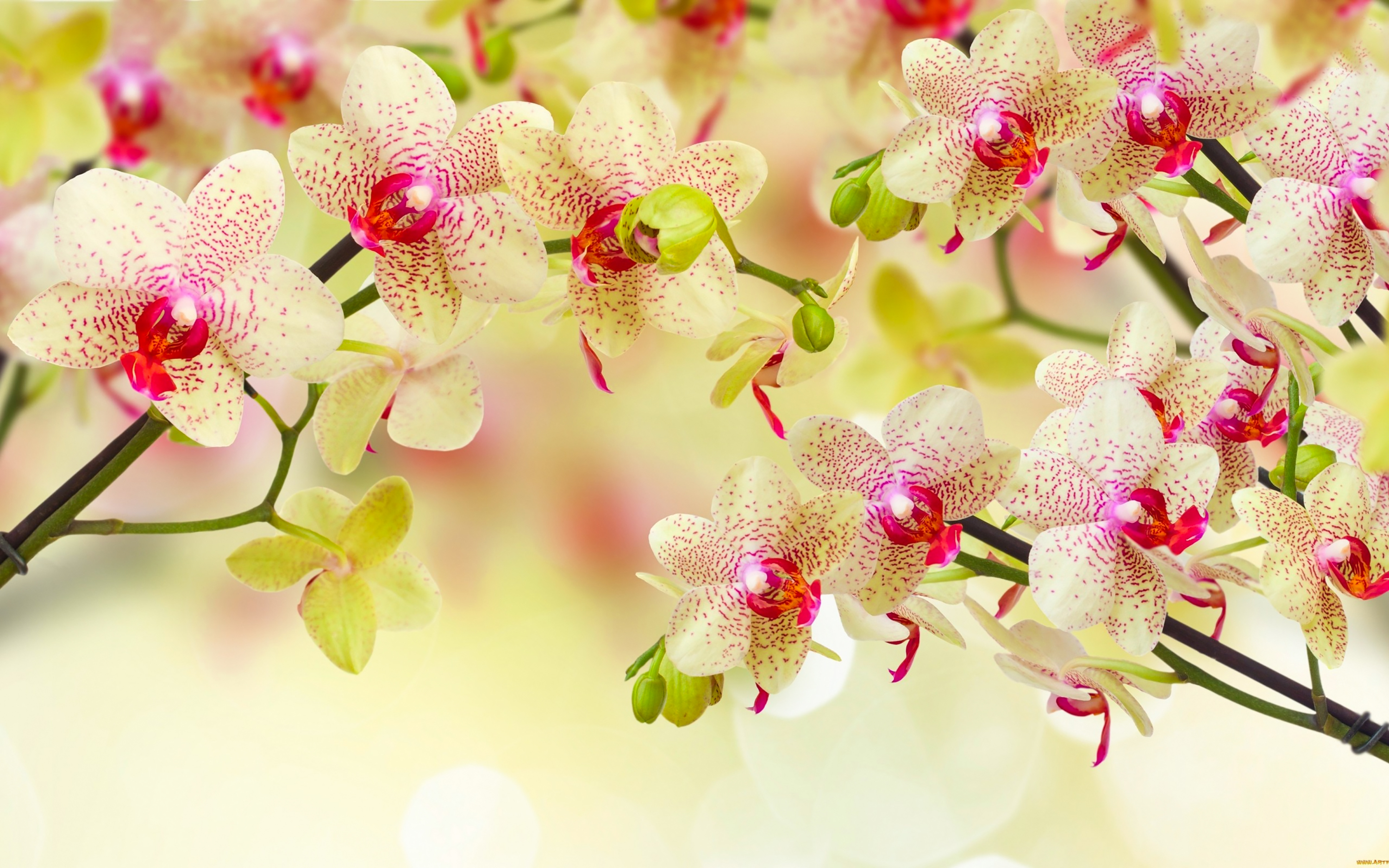 Orchids Soft Background Gallery Yopriceville High Quality