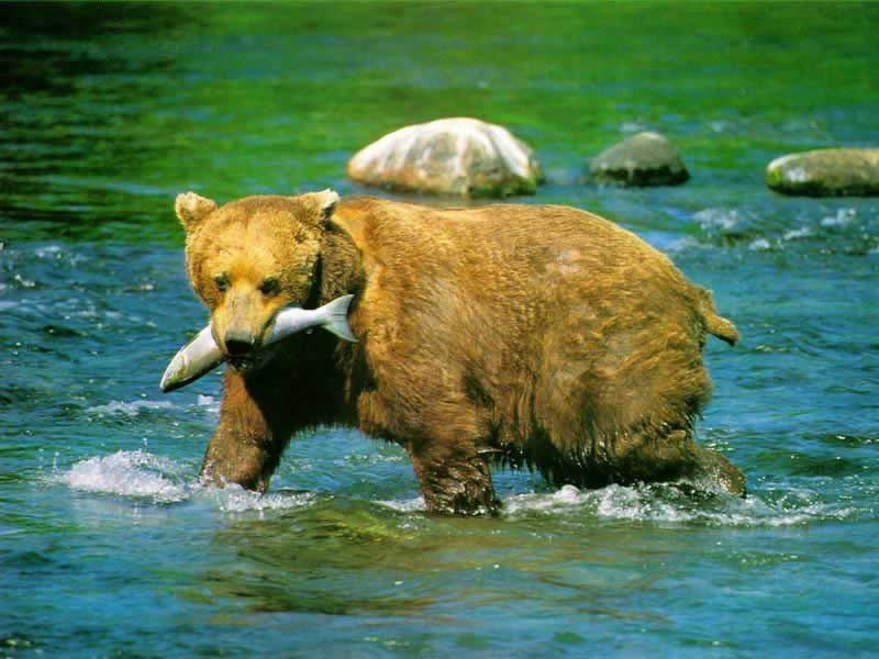 Animal Wallpaper Desktop Wild Bear