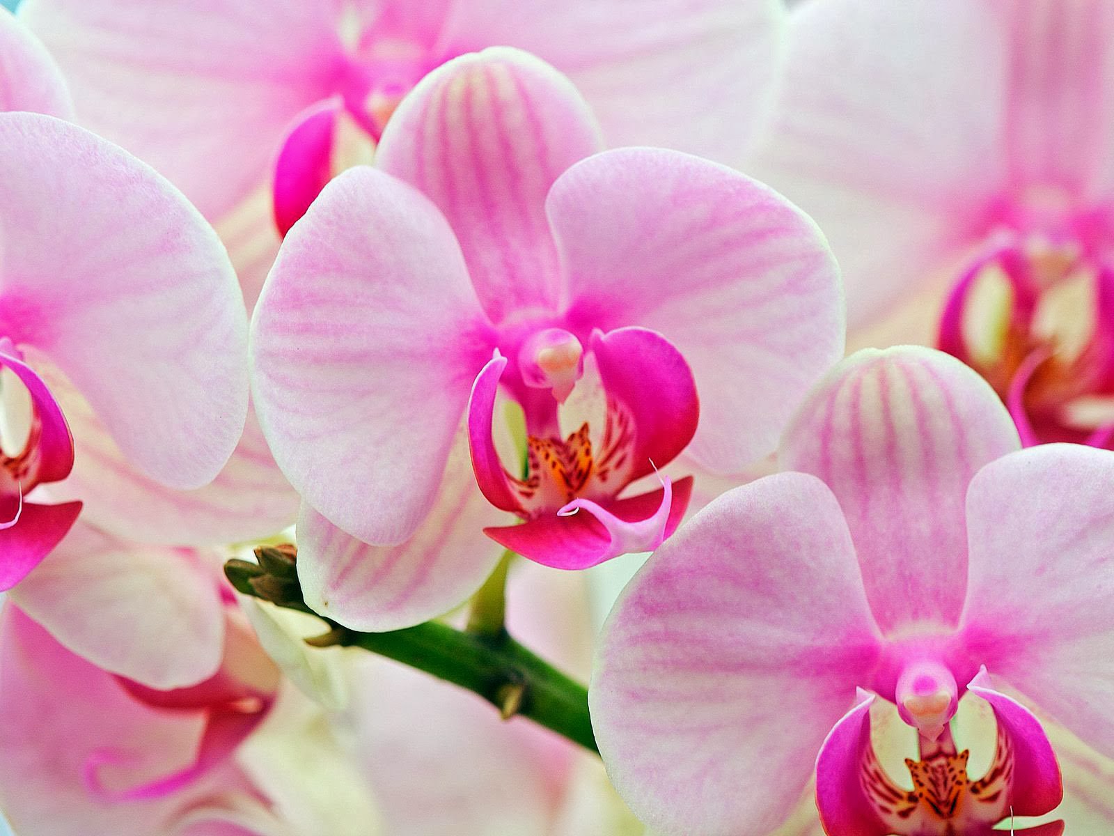 Free Download Attractive Pink Orchids Wallpaper 1600x1200 For Your