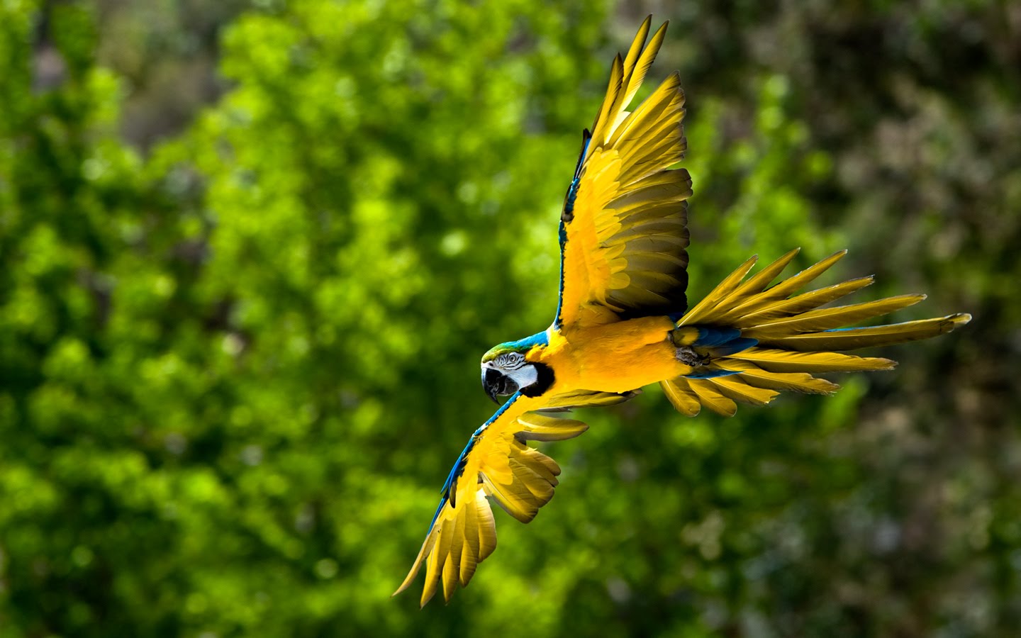 Beautiful Birds Desktop Wallpaper