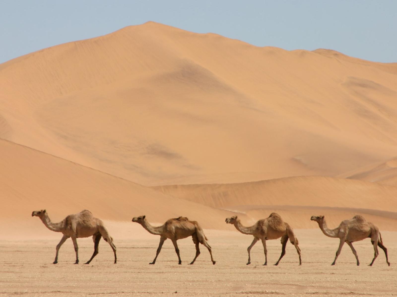 Camel Animal Photo Wallpaper