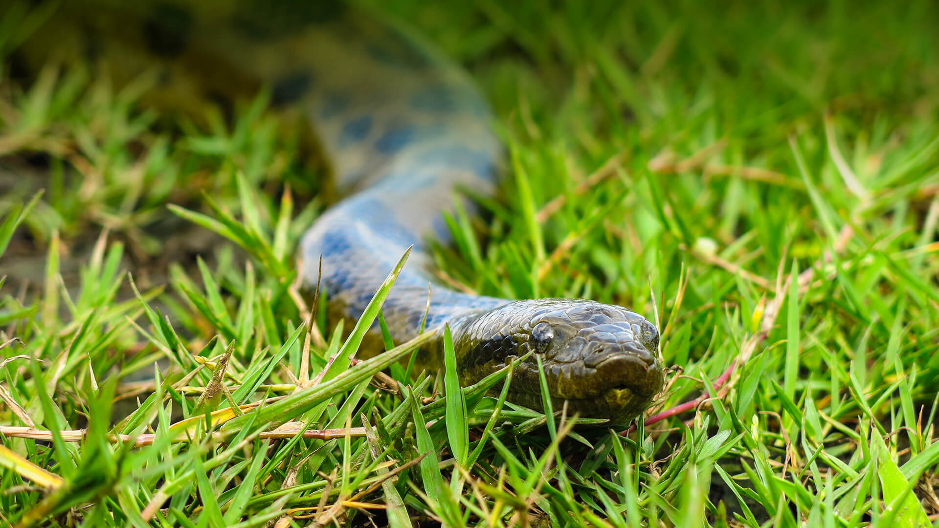 Anaconda Wallpaper